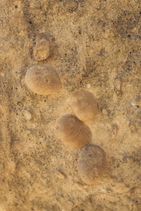 The Rock Garden, Oman