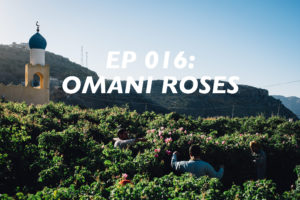 roses, omani rose harvest, jebal akhdar, al ain
