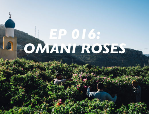 roses, omani rose harvest, jebal akhdar, al ain