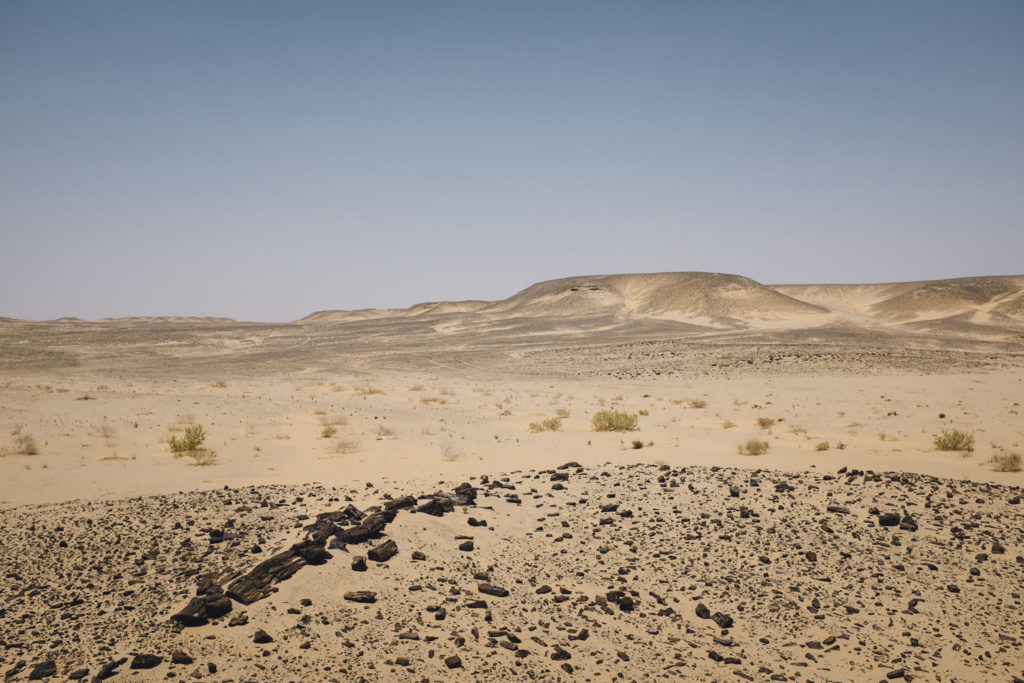 petrified wood, duqm