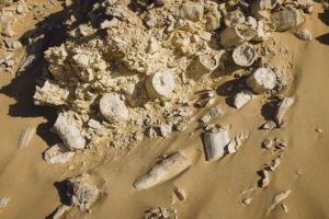rudist reef, duqm
